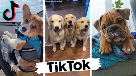 Dogs Doing Funny Things Tik Tok Compilation ~ Cutest Doggos Of Tiktok