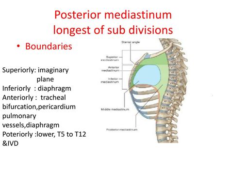 Just to talk a little bit about the contents of the mediastinum. PPT - Mediastinum and Diaphragm PowerPoint Presentation ...