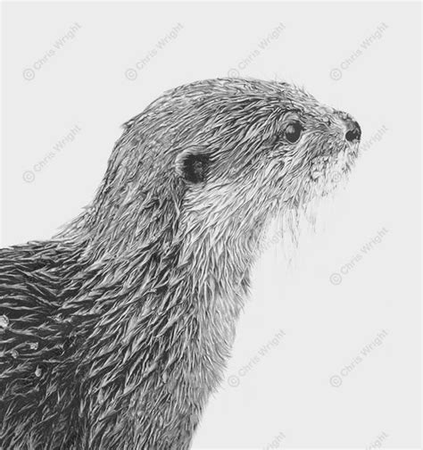 'fun and games' printed from a drawing by kevin hayler 348mm x 216mm (13.7 x 8.5) bring the joy of playful otters into your living room. otter drawing | Otter Drawing Bankside | Otter drawing ...