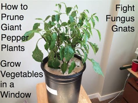 Plants bring vibrant and colorful life that brighten our surroundings and our senses. How to Prune Giant Pepper Plants, Fight Fungus Gnats and ...