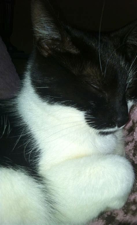 Sleeping Tuxedo Kitty Cats Sleeping Funny Cats Clumping Cat Litter