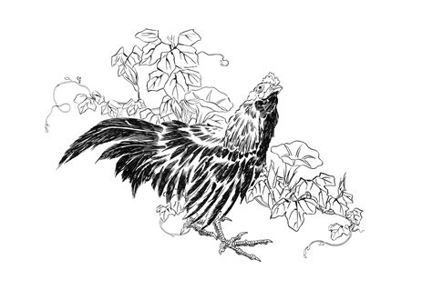 Rooster Vintage Drawing Free Stock Photo Public Domain Pictures