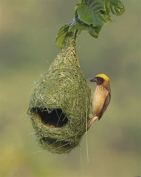 Birds Of A Feather Bird Bird Nest Bird Building Nest