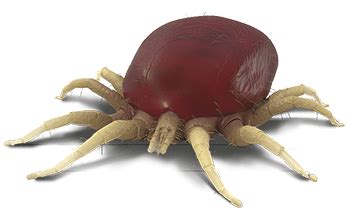 They lay their eggs in the soil or in cracks in the wall. Poultry Red Mites | Exzolt