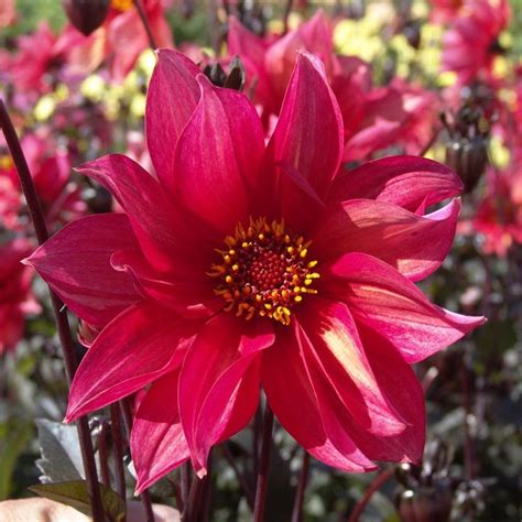 Miscellaneous Dahlia Tuber Dahlia Blommor Daisy Duke