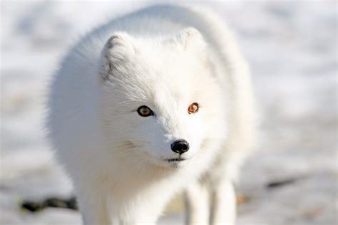 File Fjellrev Arctic Fox 24490250823  Wikimedia Commons