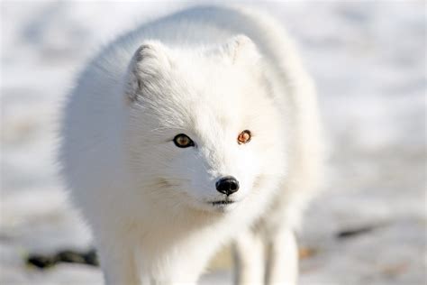 File:Fjellrev - Arctic fox (24490250823).jpg - Wikimedia Commons