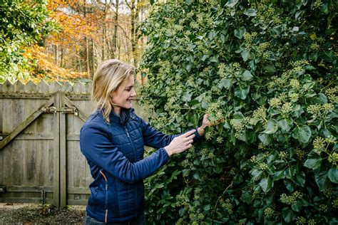 Het is een besluit van landbouwminister schouten. Zo wordt je tuin een paradijs voor vogels en andere dieren ...
