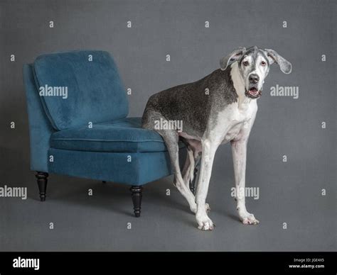 Portrait Of Dog Sitting On Chair Stock Photo Alamy