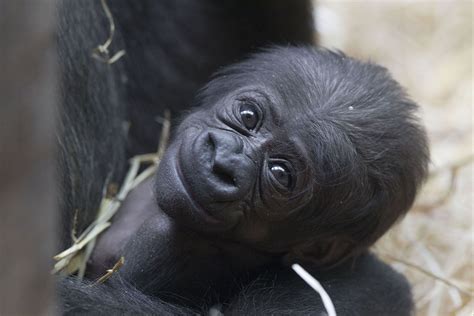 Gorilla And Baby Bing Images Baby Gorillas Cute Baby Animals Baby