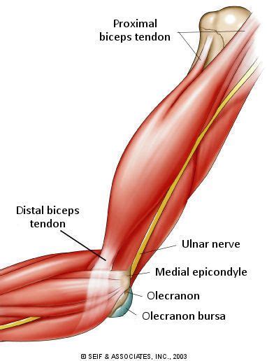 Distal Biceps Tendonitis Stretches Bicep Tendonitis Golfers Elbow Health Library Elbow Braces