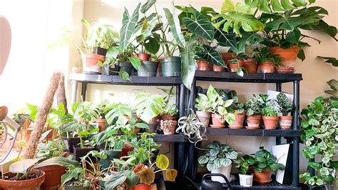 My Rare Houseplant Collection Tour Complete Houseplant Tour Of All My