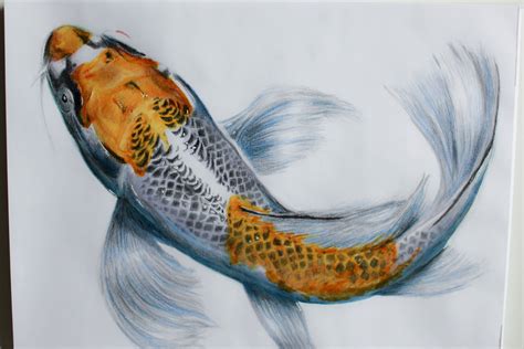 Pencil Koi Fish Sketch Pictures