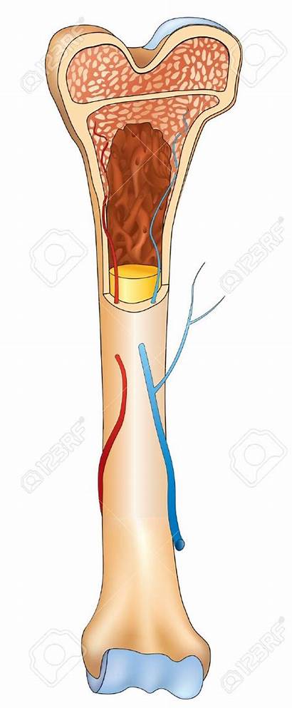 Bone Structure Marrow Clipart Vector Transplant Human