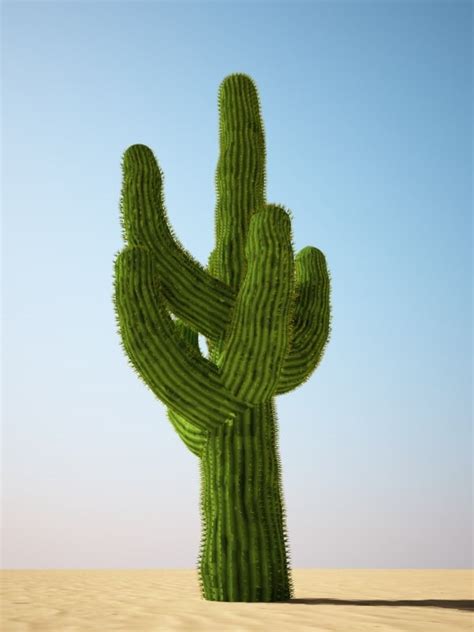 Depending on how much water they amass, saguaros can shrink or swell in girth by. saguaro cactus obj