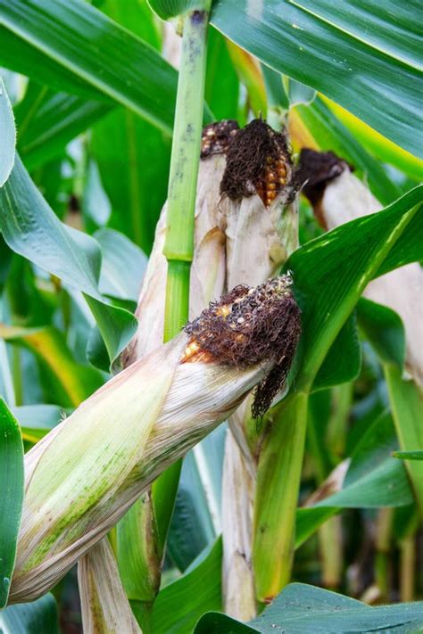 View Of A Maize Plant With Its Corn Cob Zea Mays Stock Image Image