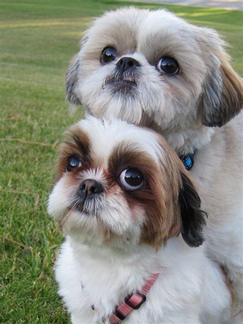 They are believed to have stemmed from the mating of the pekingese. 15 Photos That Prove That Shih Tzus Are The Worst Dogs On ...