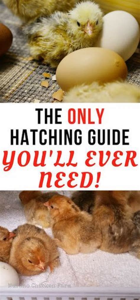 How To Incubate Chicken Eggs And Hatch Chicks Step By Step Guide To