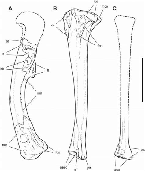 Drawing Of The Left Femur Tibia And Fibula Of Eoraptor Lunensis In