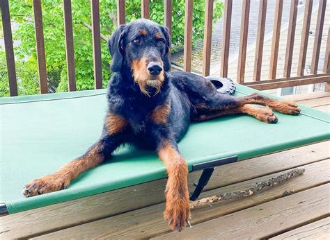 Doberman Poodle Mix The Ultimate Guide 2023 Myk9life
