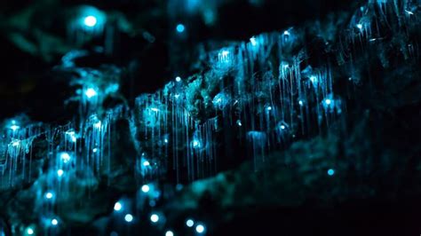 New Zealands Waitomo Glowworm Caves In 4k The Kid Should See This