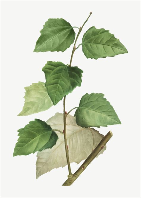 Populus nigra (pioppo nero) / h albero 20m (max 30), h tronco 3 m, h chioma 17m gabriele_russo | tecniche parametriche di progettazione 2012. Albero di pioppo bianco | Vettore Gratis