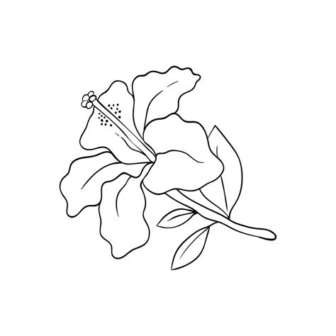 Hibiscus Flower Line Art Hibiscus Drawing Flower Drawing Hibiscus Sketch Png And Vector With