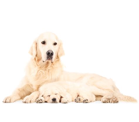 Spay and Neuter Surgery in Plantation and Ft. Lauderdale, FL | Central