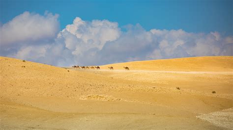 Download Wallpaper 3840x2160 Camels Animals Desert Sand Clouds