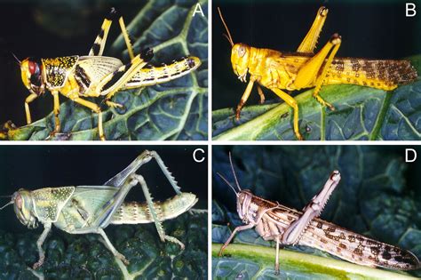 Epigenetics And Locust Life Phase Transitions Journal Of Experimental