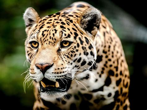 Jaguar : Claves del programa - Conexión Jaguar | Nuestra conexión