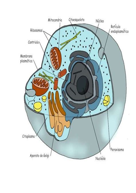 Estrutura Da Celula Eucariota Animal Detalhes científicos