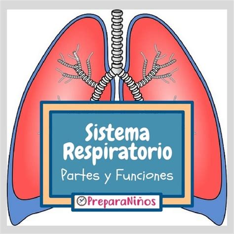 Sistema Respiratorio Para Niños Explicación Para Primaria