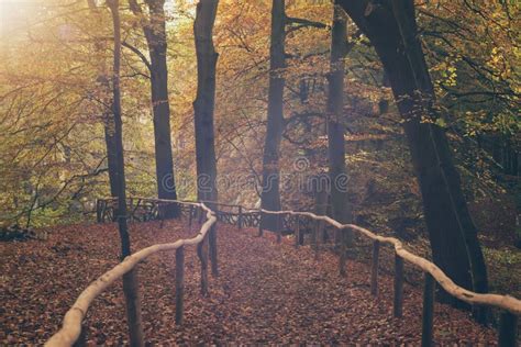 Trail With Wooden Fence In Autumn Forest Stock Photo Image Of Leaves