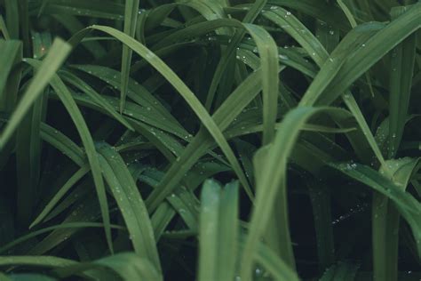 Close Up Photo Of Green Leafed Plant · Free Stock Photo