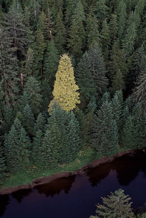 A Shiny Spruce In Canada Rreallifeshinies