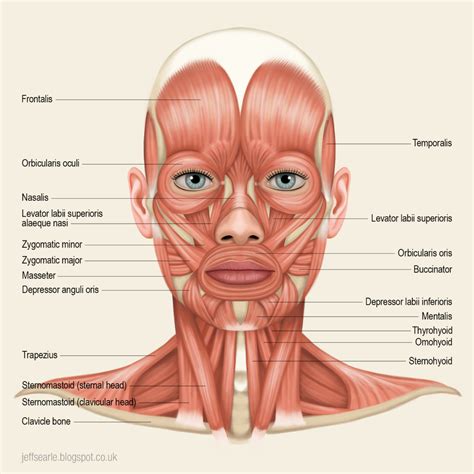 Jeff Searle Muscles of the head and neck Лицо Анатомия Альтернативное лечение