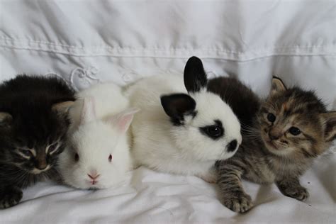 Cute Kitten And Bunny Photography