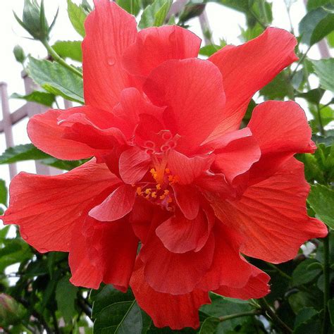 Hibiscus Red Double Flowering Shrubs Exotic Flora