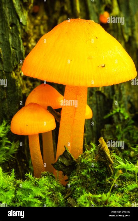 Cluster Of Small Orange Mushrooms Mycena Leaiana Surrounded By Moss