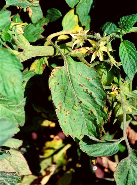 Bacterial Diseases Of Tomato Bacterial Spot Bacterial Speck And