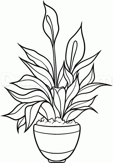 Plant Drawing For Kid Free Download On Clipartmag