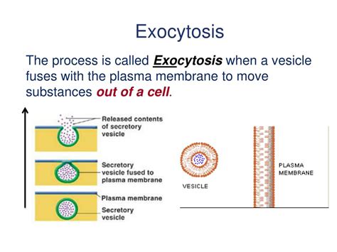 Ppt Chapter 3 Cell Structure And Function Powerpoint Presentation