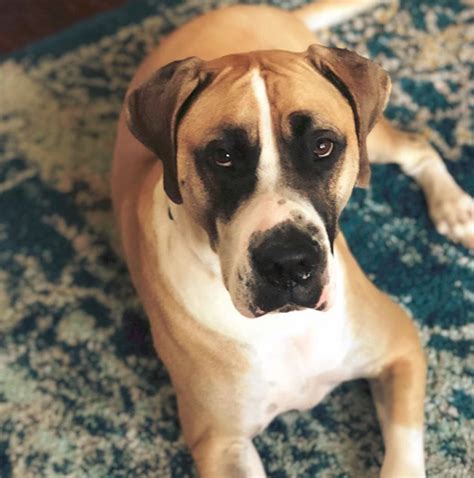 Upper midwest great dane rescue 501(c)(3) nonprofit organization p.o. Boxane (Great Dane and Boxer Mix) | Great Dane