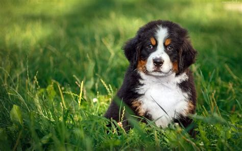 Download Wallpapers Berner Sennenhund Puppy Pets Green Grass