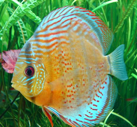 Blok888: Top 10 Most Beautiful Freshwater Fish in the world 1