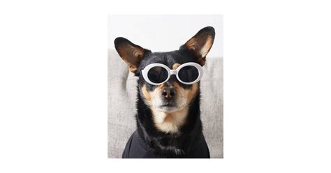 Clout Pet Sunglasses Best Sunglasses For Dogs 2020 Popsugar Uk Pets