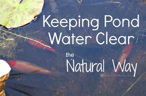 Check spelling or type a new query. Keeping Pond Water Clear The Natural Way | Pond algae ...
