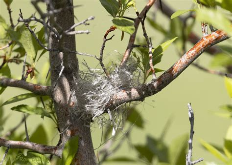 My First Yellow Warbler Nest Feathered Photography
