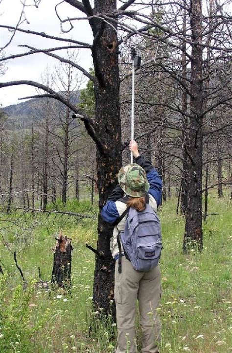 Woodpecker Nest Survival In Managed Ponderosa Pine Forests